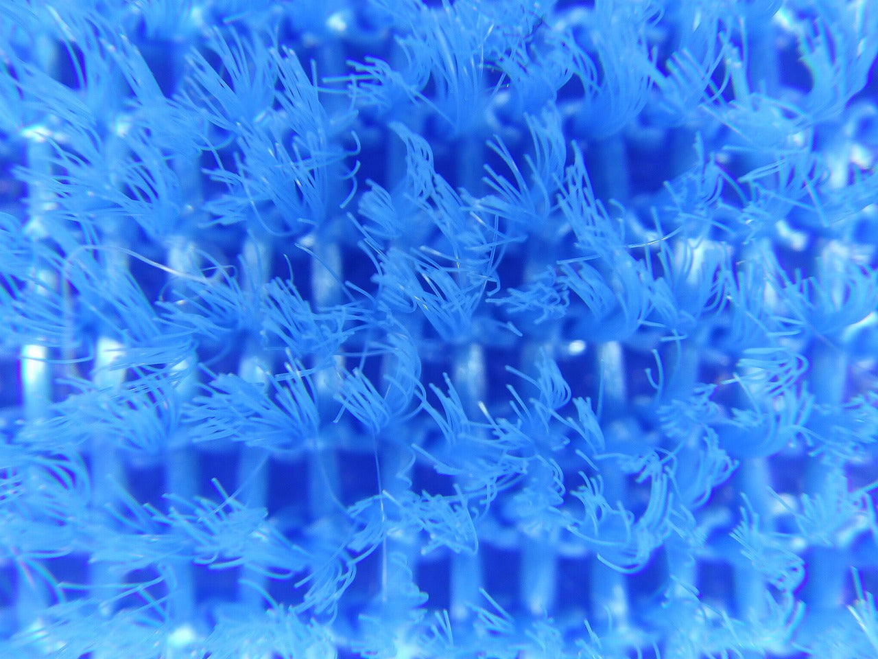 AS-6 落ちますポンジ  大